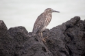 039 Striated heron02